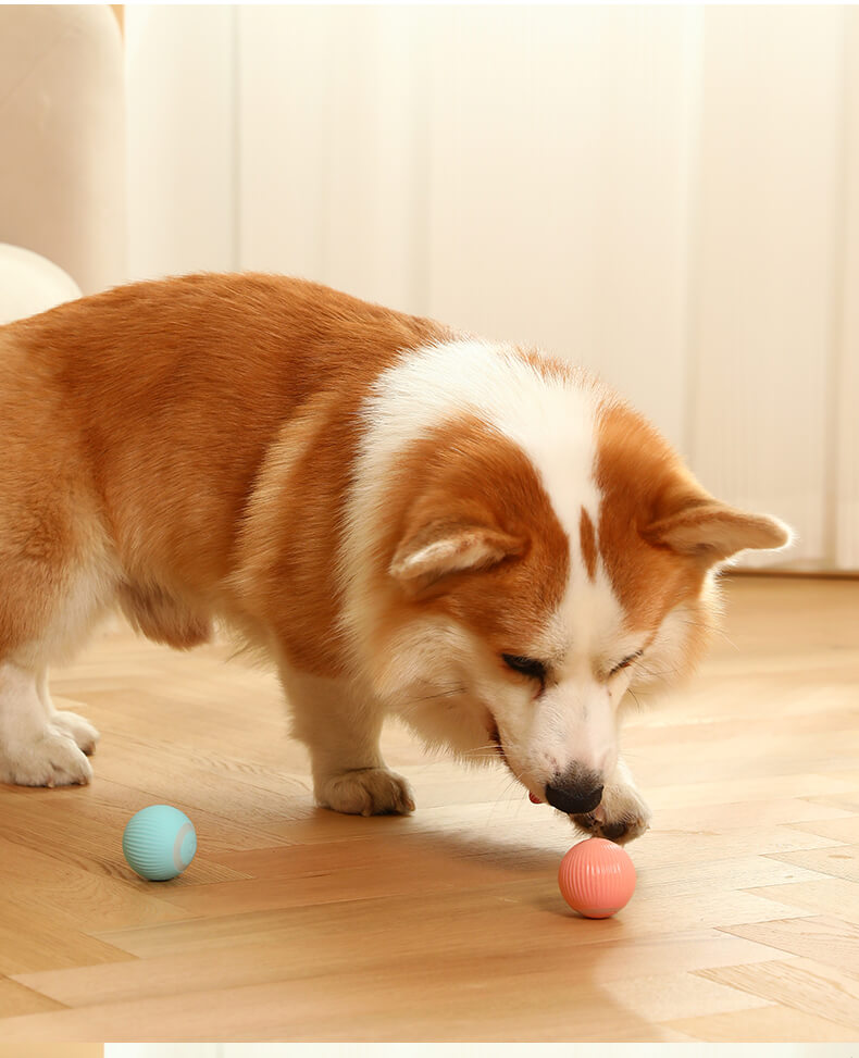 Elektrische rollende bal voor huisdieren