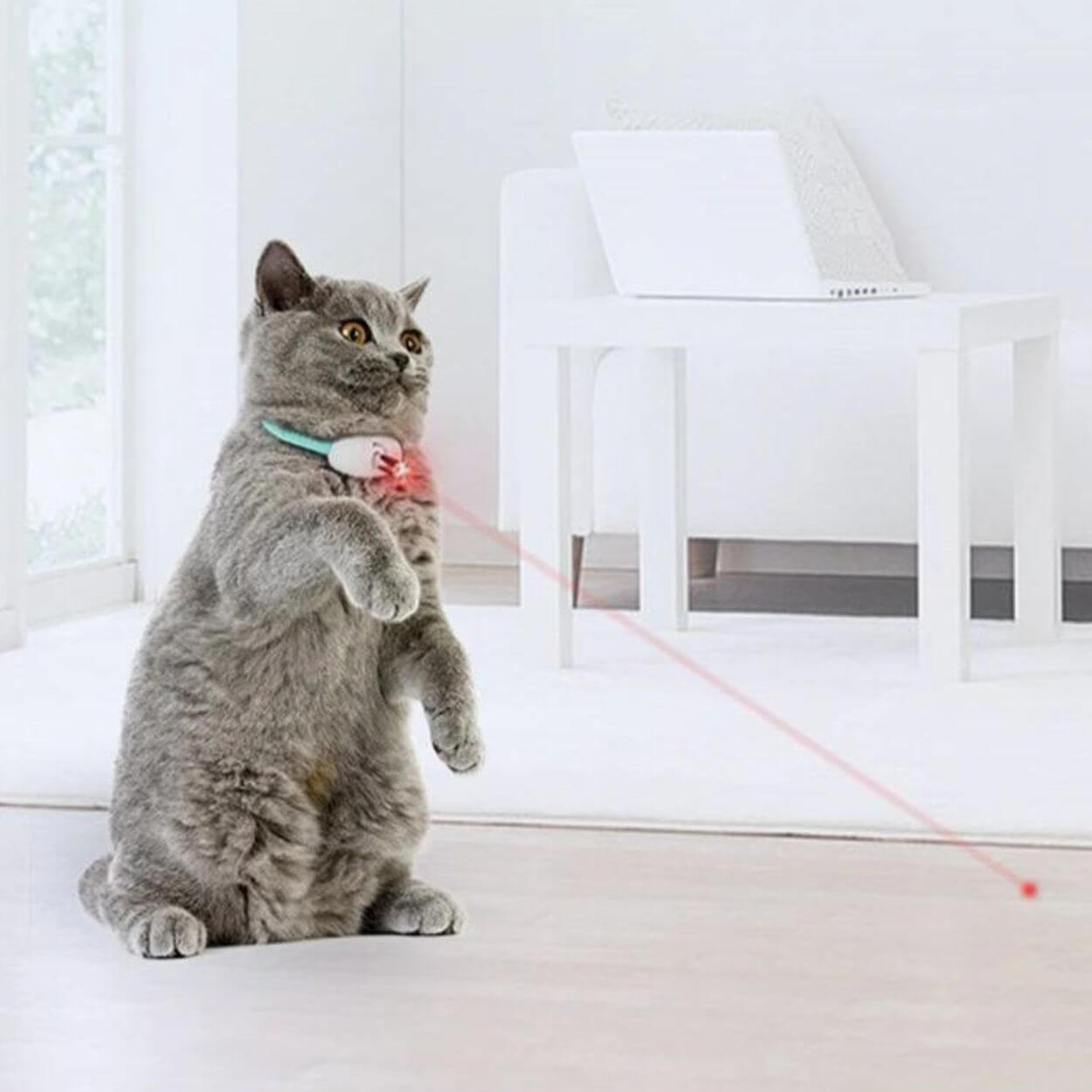 Laser Tease Kattenhalsband