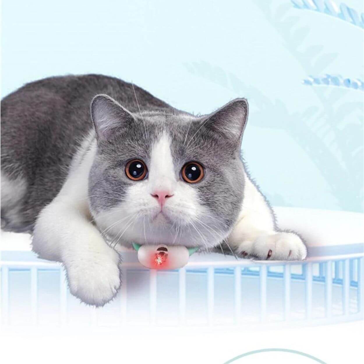 Laser Tease Kattenhalsband