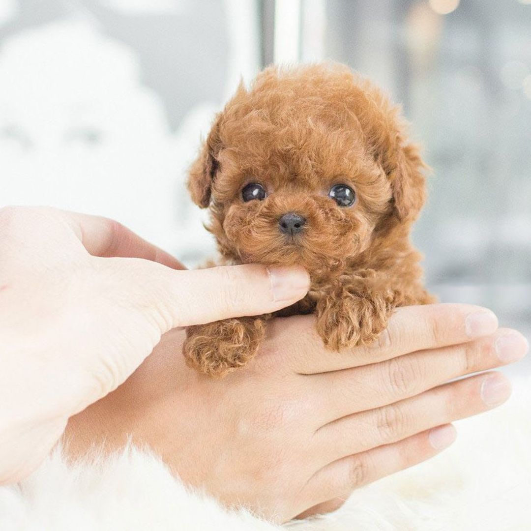 Interactief Puppyspeelgoed Met Realistische Bewegingen 4