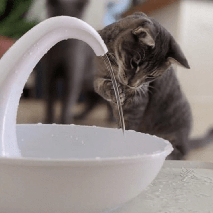 Automatische drinkfontein voor katten
