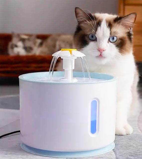Hydratatie Katten Waterfontijn