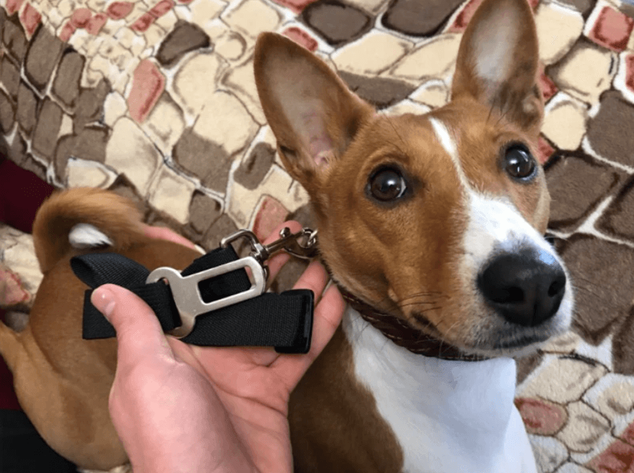 Hond Auto Veiligheidsgordel