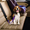 Hond Auto Veiligheidsgordel