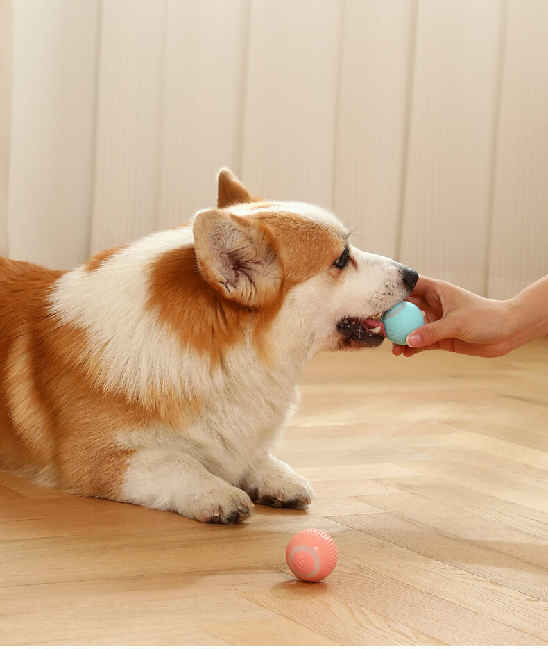 Elektrische rollende bal voor huisdieren