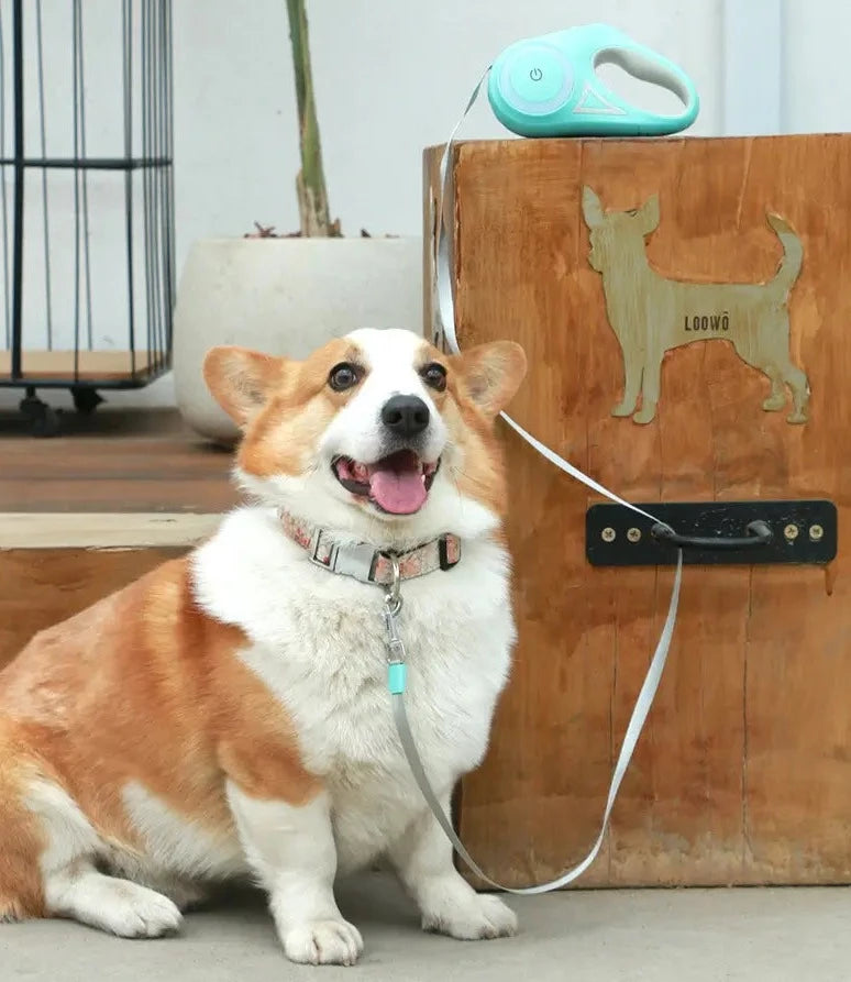 Automatische Uitschuifbare LED Huisdierenriem