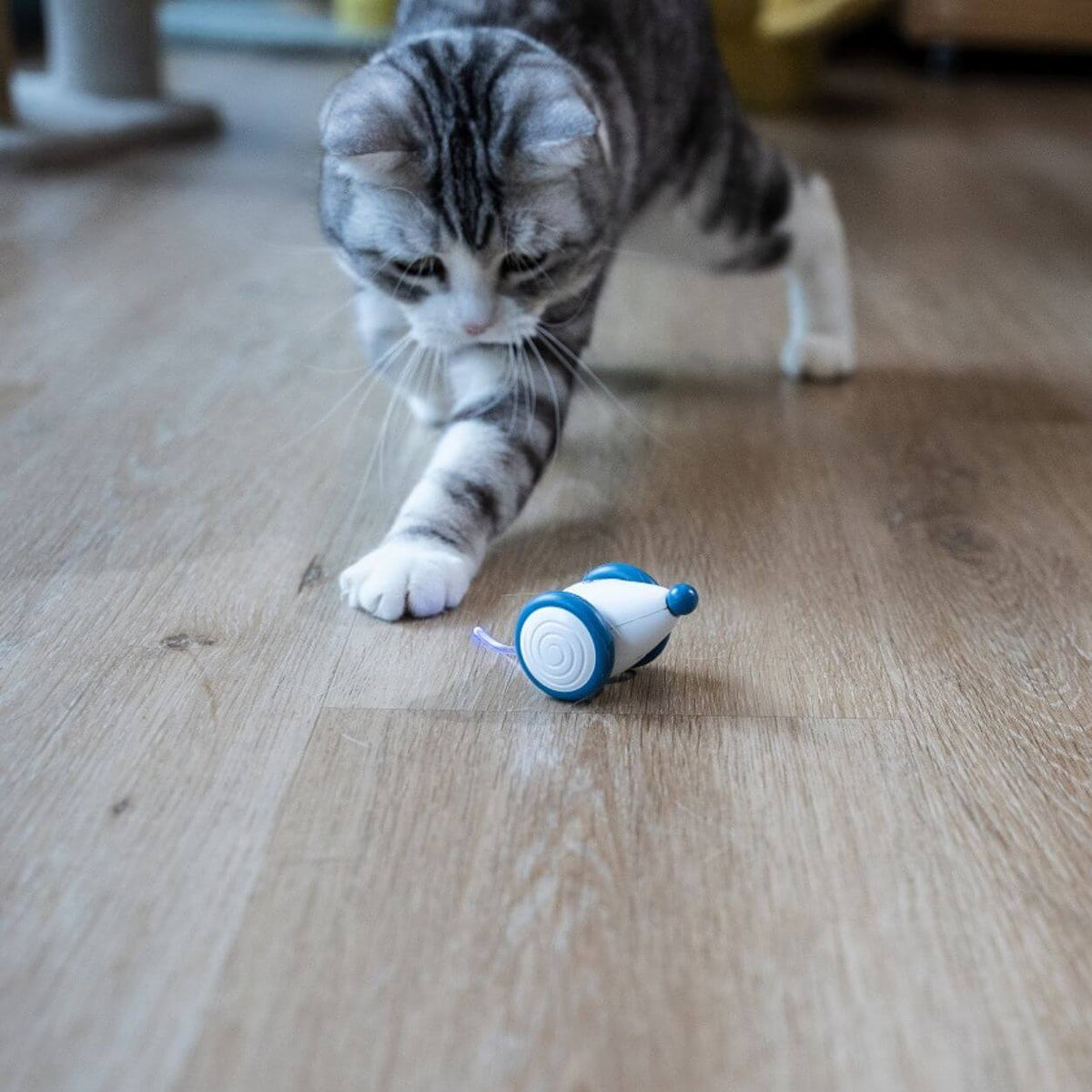 Auto-Running Mouse Kattenspeeltje