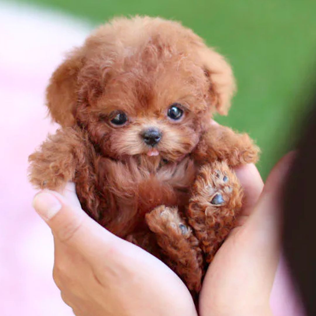 Interactief Puppyspeelgoed Met Realistische Bewegingen 0