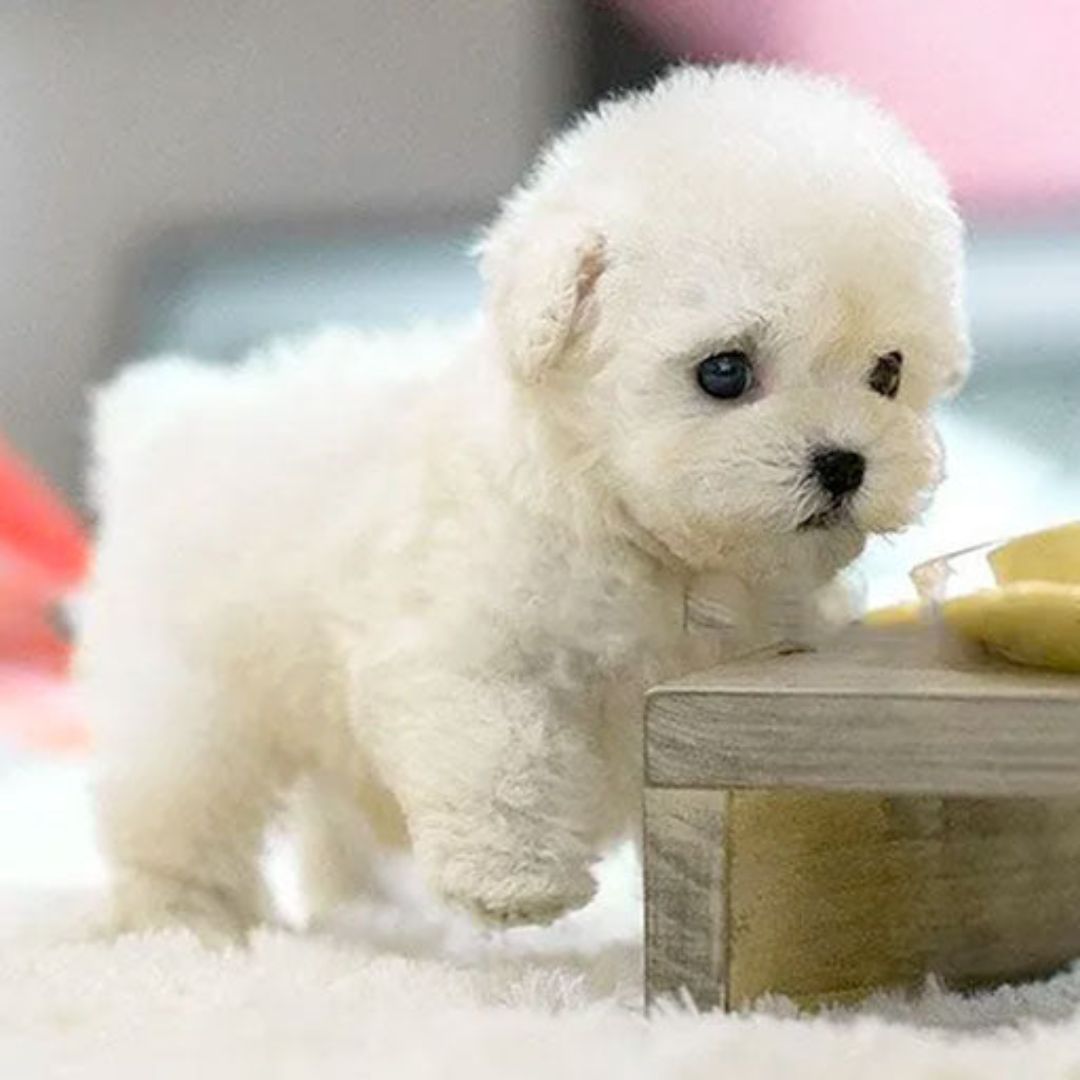 Interactief Puppyspeelgoed Met Realistische Bewegingen 3