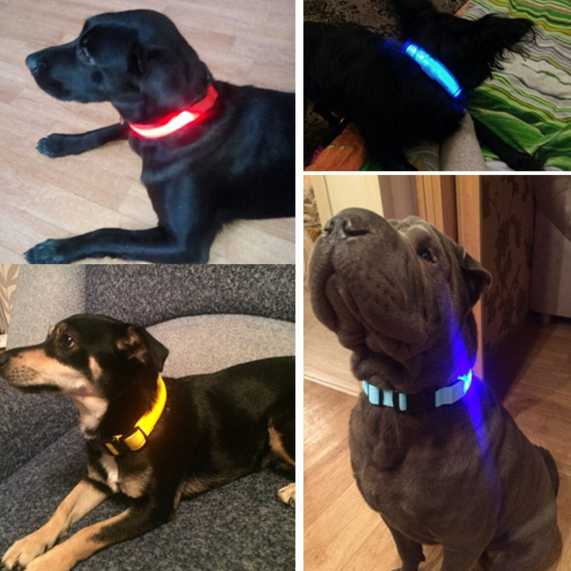 LED Halsband