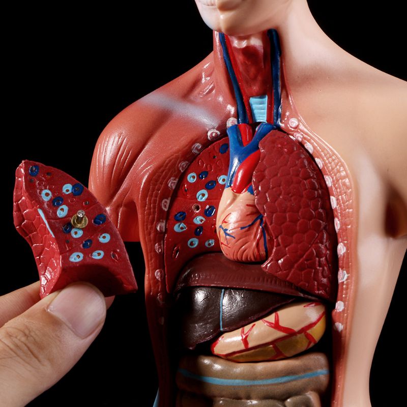 Belleza Anatomische Torso 15 delig