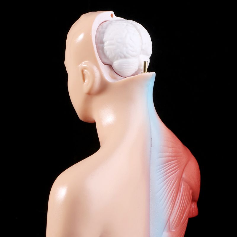 Belleza Anatomische Torso 15 delig