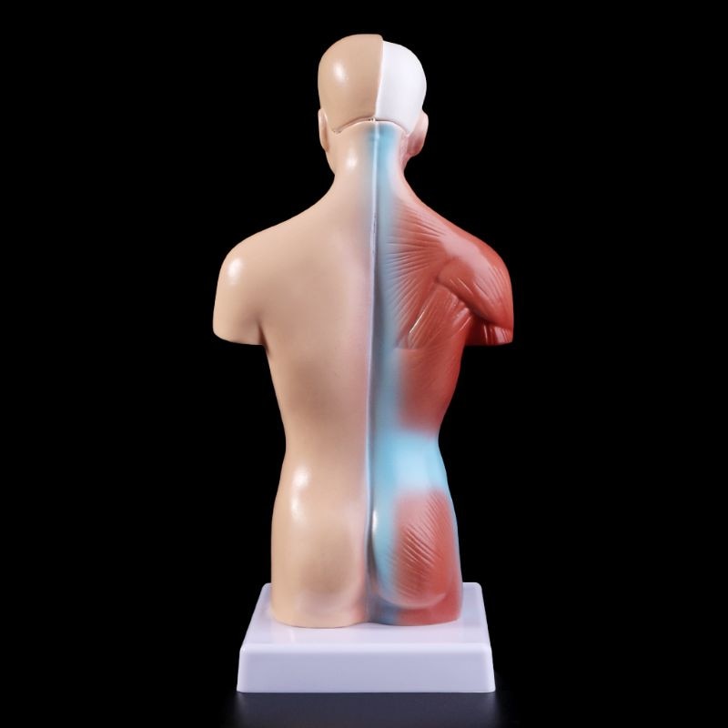 Belleza Anatomische Torso 15 delig