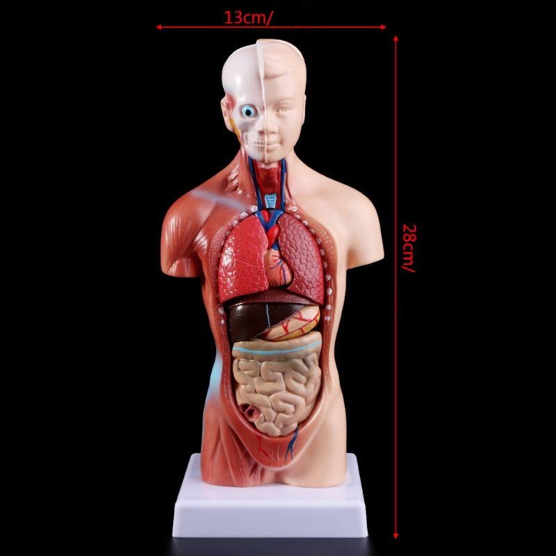 Belleza Anatomische Torso 15 delig