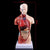 Belleza Anatomische Torso 15 delig