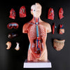 Belleza Anatomische Torso 15 delig