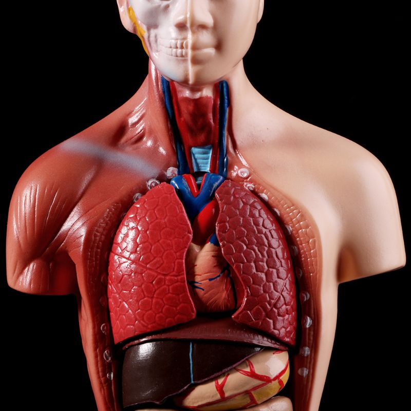 Belleza Anatomische Torso 15 delig