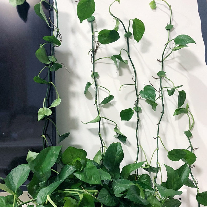 Plant Klimmend Voorwerp Bevestigingsclip