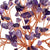 Feng Shui Bonsai Ornamenten