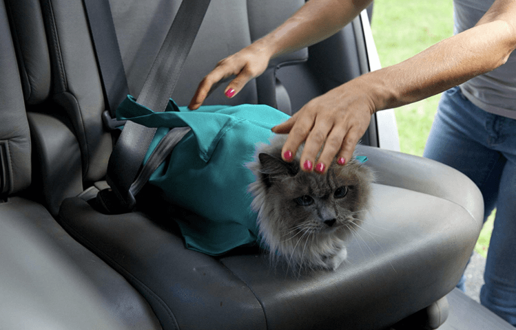 Comfy Cat Reisetui