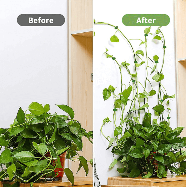 Plant Klimmend Voorwerp Bevestigingsclip